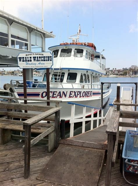 Davey's locker newport - Davey's Locker in Newport Beach, CA offers unforgettable whale watching and deep sea fishing experiences year-round. Departing from a natural harbor, Davey's Locker is a popular choice for those seeking thrilling encounters with marine life in Southern California.